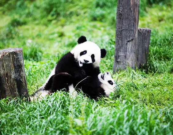 Two fluffy giant panda cubs playfully wrestling on a lush green grass lawn next to wooden posts at the Chengdu Research Base of Giant Panda Breeding in Sichuan, China.