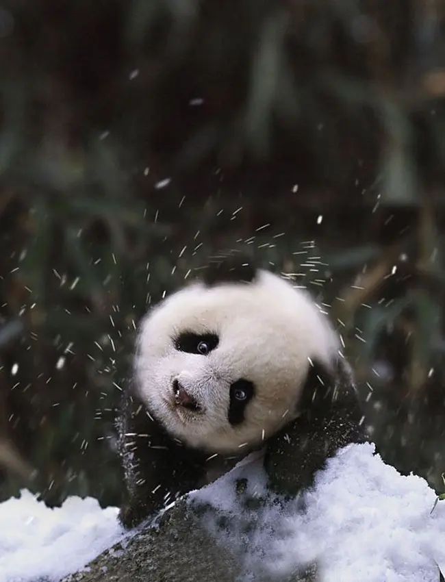 A close-up action shot of an adorable giant panda cub tilting its head and shaking its body, sending snow droplets flying like a halo against a dark, blurry forest background.